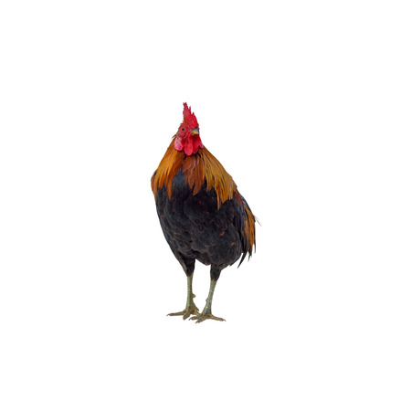 rooster isolated on white background. This has clipping path.の写真素材
