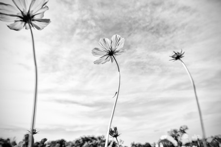 Black and white fine art of the cosmos flowerの写真素材