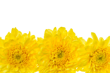 Yellow flower isolated on white backgroundの写真素材