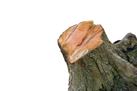 Tree stump isolated on white backgroundの写真素材