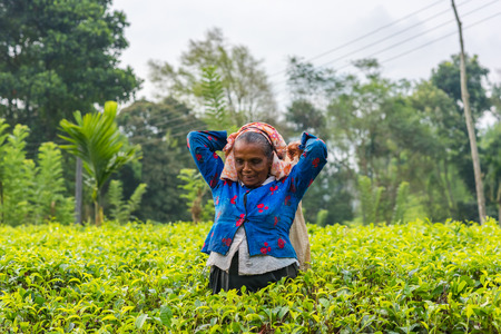 RASSAGALA, SRI LANKA - MAR 21: Woman from Sri lanka picking tea leaf on tea plantation on March 19, 2016 on a tea plantation at Rassagala, Sri Lanka.のeditorial素材