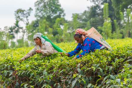 RASSAGALA, SRI LANKA - MAR 21: Woman from Sri lanka picking tea leaf on tea plantation on March 19, 2016 on a tea plantation at Rassagala, Sri Lanka.のeditorial素材