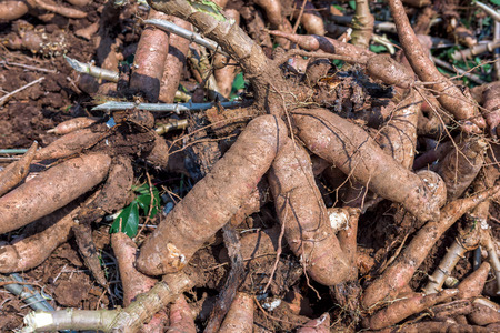 Cassava in farmの写真素材