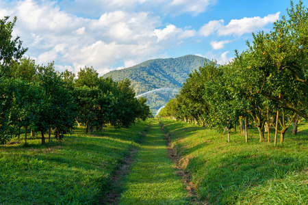 Orange garden in the morningの写真素材