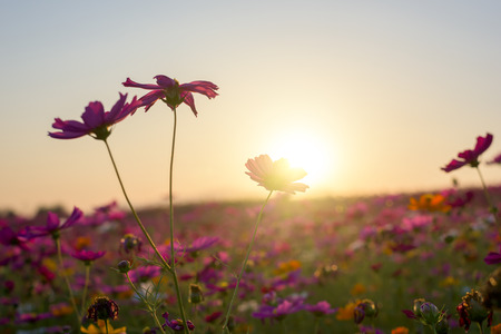  Beautiful cosmos flower in sunset.の写真素材