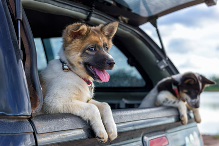 Litter of Puppies in pickup.の写真素材