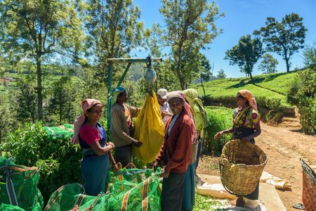 NUWARA ELIYA, SRI LANKA - MAR 19: Women from Sri lanka  working and picking tea leaf on tea plantation on March 19, 2016 on a tea plantation at Nuwara Eliya, Sri lanka.のeditorial素材