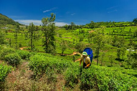 NUWARA ELIYA, SRI LANKA - MAR 19: Women from Sri lanka  picking tea leaf on tea plantation on March 19, 2016 on a tea plantation at Nuwara Eliya, Sri lanka.のeditorial素材
