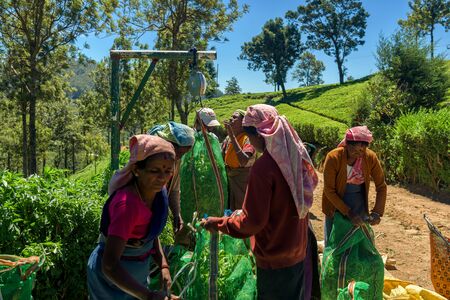 NUWARA ELIYA, SRI LANKA - MAR 19: Women from Sri lanka  working and picking tea leaf on tea plantation on March 19, 2016 on a tea plantation at Nuwara Eliya, Sri lanka.のeditorial素材