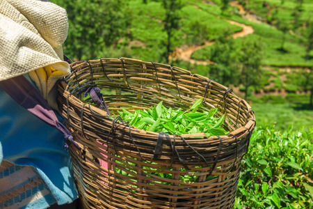 Green tea leaves in a tea plantation.の写真素材