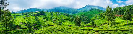 Panoramic beautiful tea plantations in hills near Munnar, Kerala, India.の写真素材