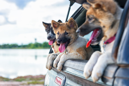 Litter of Puppies in pickupの写真素材