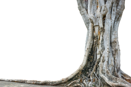 Roots of a tree and trunk isolated on white background. This has clipping path.の写真素材