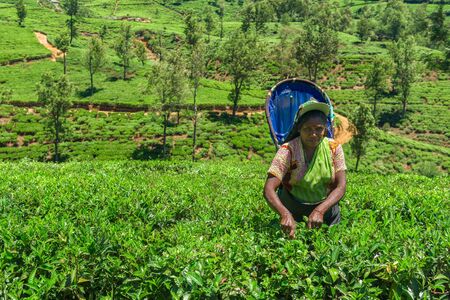 NUWARA ELIYA, SRI LANKA - MAR 19: Women from Sri lanka  picking tea leaf on tea plantation on March 19, 2016 on a tea plantation at Nuwara Eliya, Sri lanka.のeditorial素材