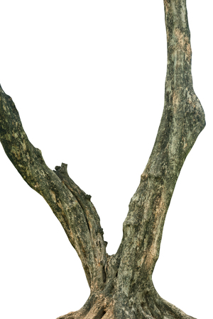 Tree trunk isolated on white background. This has clipping path.の写真素材