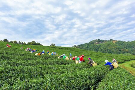 CHIANG RAI, THAILAND - NOV 14: Women from Thailand breaks tea leaves on tea plantation on November 14, 2018 on a tea plantation at Doi Mae Salong, Chiang Rai, Thailand.のeditorial素材