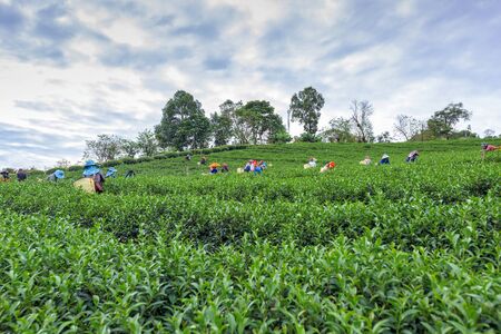 CHIANG RAI, THAILAND - NOV 14: Women from Thailand breaks tea leaves on tea plantation on November 14, 2018 on a tea plantation at Doi Mae Salong, Chiang Rai, Thailand.のeditorial素材