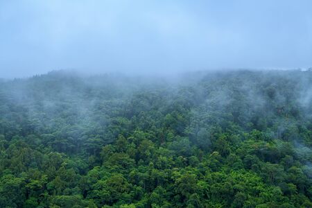 Foggy mountain in deep forest at Thailand