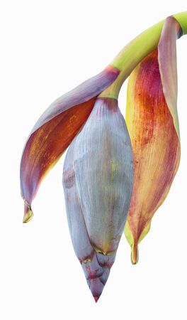 Banana blossom isolated on white. This has clipping path.の写真素材