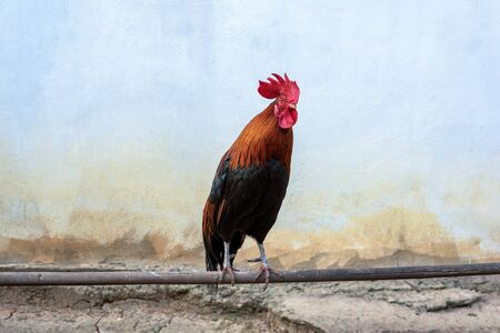 Rooster on bamboo with wall background