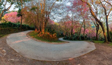 Panoramic view concrete road in the Prunus cerasoides tree forest at Chiang Mai province.