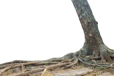 Tree trunk isolated on white background.の写真素材