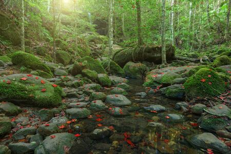 Beautiful forest in nation park, Thailand
