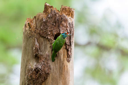 Blue-throated barbet bird (Megalaima asiatica) in deep forest, Thailand.の写真素材
