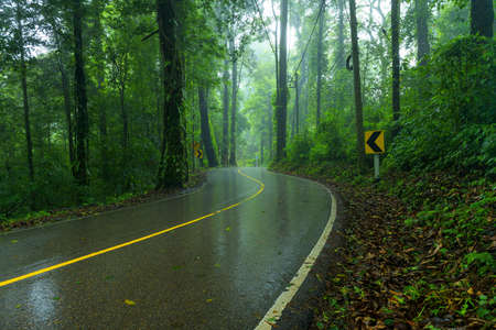 View asphalt road in the rainforest