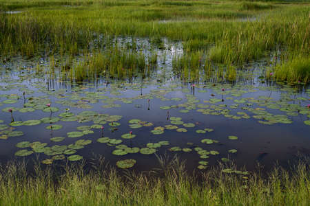 Scenic of swamps in national park