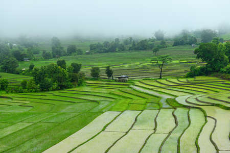 Terraced rice paddy field in Chiangmai, Thailand.の写真素材
