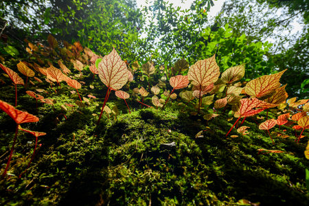Begonia arenosaxa ined. (Begoniaceae) in deep forest, Thailand.の写真素材