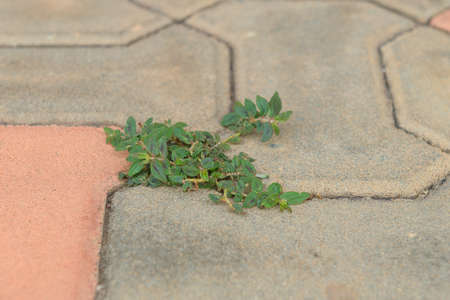 Close up of plant growing up from crack in the brick block floor
