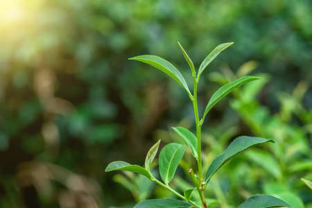 Fresh tea leafs in plantation.の写真素材