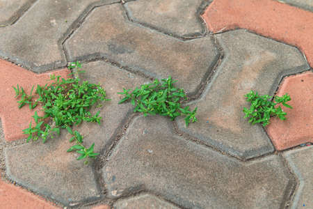 Close up of plant growing up from crack in the brick block floor