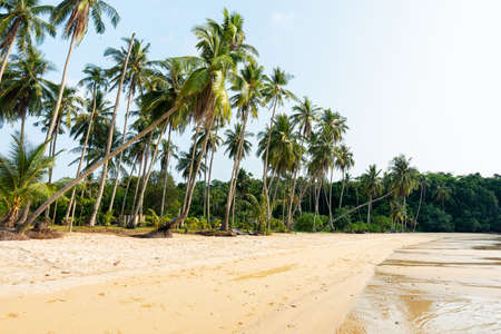 Beautiful beach and coconut treeの写真素材