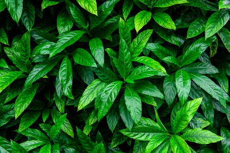 Tropical leaves and nature backgroundの写真素材