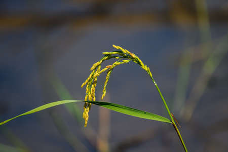 Close up of yellow rice fieldの写真素材