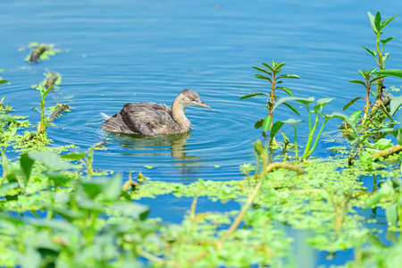Little Grebe (Tachybaptus ruficollis) on the lakeの写真素材