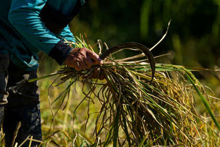 Close up hand and sickle hook harvest riceの写真素材