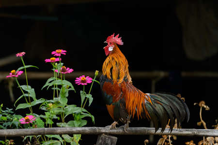 Rooster crowing on bamboo with flowersの写真素材