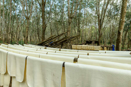 Rubber sheet has been made to rubber sheet to the rubber plant.の写真素材