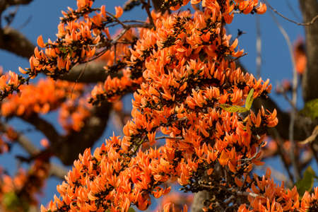 Flame of the forest, Butea monosperma O.Ktze, Leguminosae-Papilionoideae