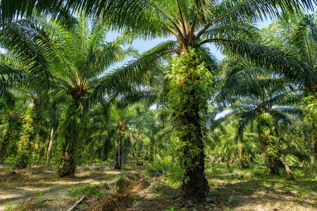 Oil palm plantation in Thailand, Elaeis guineensisの写真素材