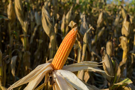 Closeup of corn cobs at the farm