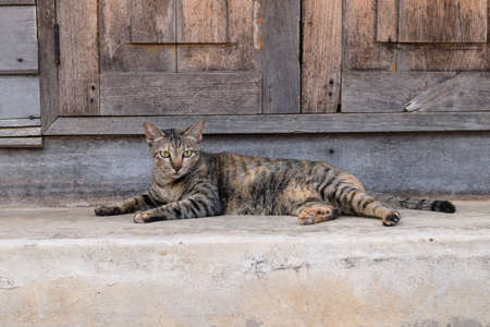 Closeup portrait of cat
