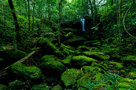 Beautiful forest in nation park, Thailandの写真素材
