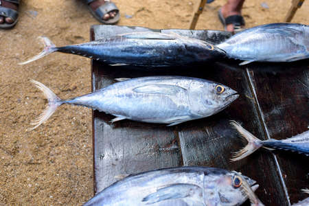Fresh tuna in the market at Sri Lanka.