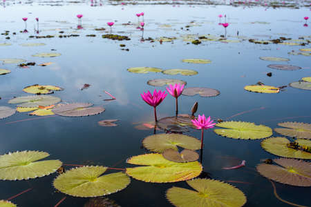 Beautiful pink lotus in lake, Thailand.の写真素材