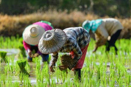 Farmer woman planting new crops in rice fieldsの写真素材